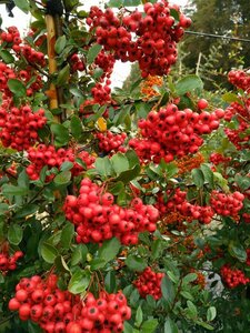 Pyracantha cocc. 'Red Column' 150-175 10L