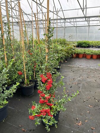 Pyracantha cocc. 'Red Column' 150-175 10L - image 3