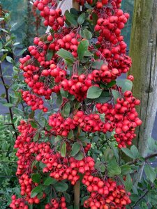 Pyracantha cocc. 'Red Column' 150-175 10L - image 2