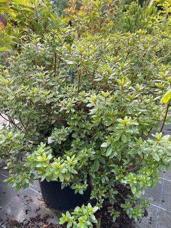 Rhododendron (azalea) 'Aladdin Scout' 25L - image 3