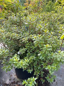 Rhododendron (azalea) 'Aladdin Scout' 25L - image 3