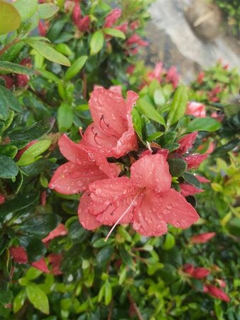 Rhododendron (azalea) 'Aladdin Scout' 25L - image 1