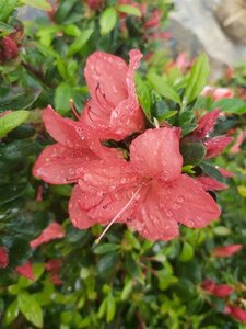 Rhododendron (azalea) 'Aladdin Scout' 25L - image 2