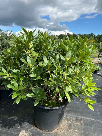 Rhododendron 'Cunningham's White' 120-140 Root Ball - image 3