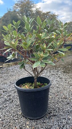 Rhododendron (Y) 'Dreamland' 5L