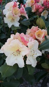 Rhododendron 'Horizon Monarch' 10L