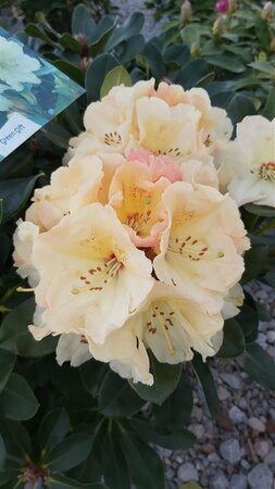 Rhododendron 'Horizon Monarch' 10L - image 2