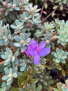 Rhododendron impeditum 2L