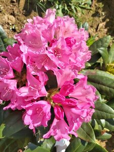 Rhododendron (Y) 'Kalinka' 30-40 38L Airpot