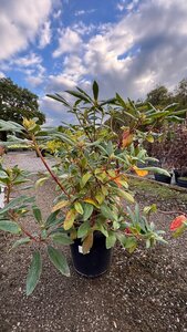 Rhododendron 'Marcel Menard' 10L
