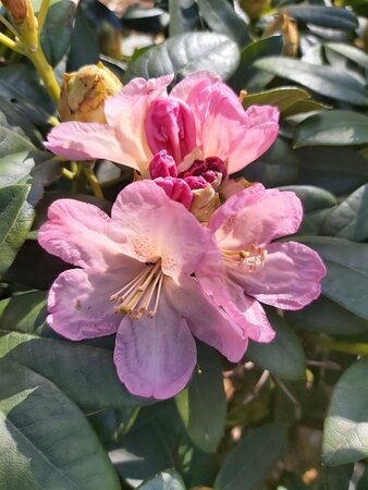Rhododendron (Y) 'Percy Wiseman' 60-70 Root Ball - image 1