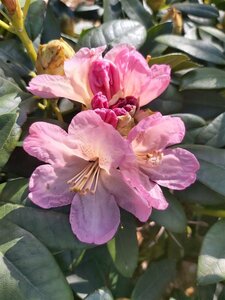 Rhododendron (Y) 'Percy Wiseman' 60-70 Root Ball