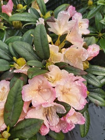 Rhododendron (Y) 'Percy Wiseman' 60-70 Root Ball - image 2