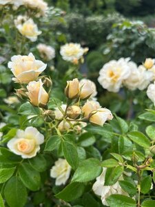 Rosa (H) Kent 90cm Stem 10L - image 3