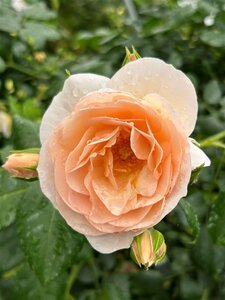 Rosa (H) Kent 90cm Stem 10L - image 4