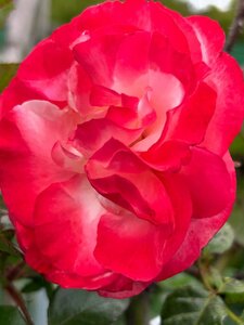 Rosa (T) Nostalgie 1.1M Stem  10L - image 2