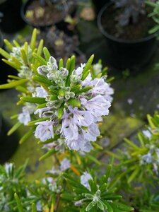 Rosmarinus officinalis* 3L - image 1