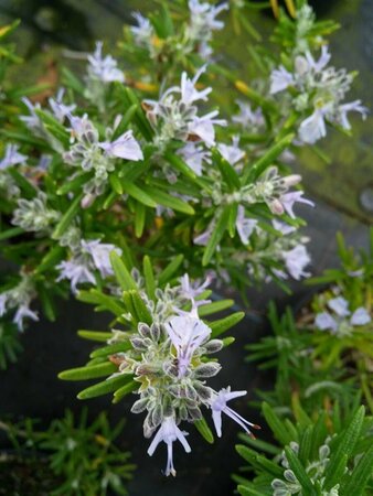 Rosmarinus officinalis* 3L - image 2