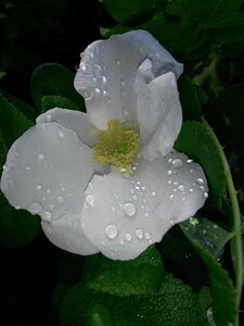 Rosa rugosa 50-60 Bare Root