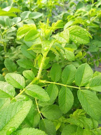 Rosa rugosa 50-60 Bare Root - image 2