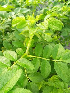 Rosa rugosa 50-60 Bare Root - image 2