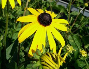 Rudbeckia f. 'Goldsturm' 3L