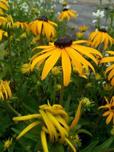 Rudbeckia f. 'Goldsturm' 3L - image 2