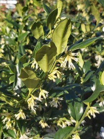 Sarcococca confusa 3L - image 1