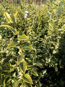 Sarcococca confusa 3L - image 2