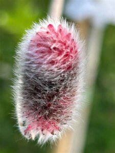 Salix gracilistyla Mt Aso 10L