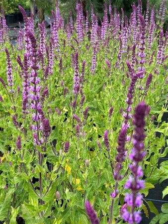 Salvia nemorosa 'Amethyst' 2L - image 1