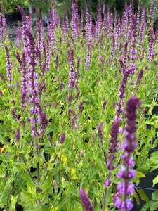 Salvia nemorosa 'Amethyst' 2L - image 1