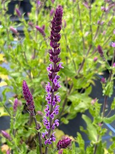 Salvia nemorosa 'Amethyst' 2L - image 2