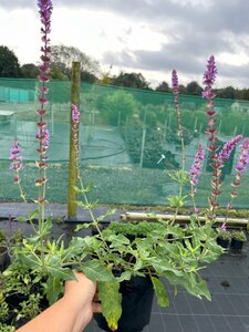 Salvia nemorosa 'Amethyst' 2L - image 3