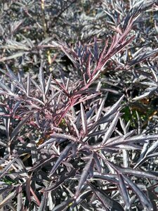Sambucus nigra Black Lace 100-125 Root Ball