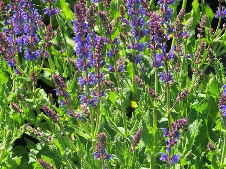 Salvia nemorosa 'Mainacht' 2L