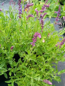 Salvia nemorosa 'Violet Queen' 2L