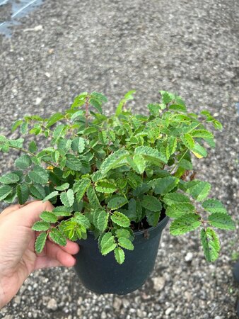 Sanguisorba offic. 'Tanna' 2L - image 2