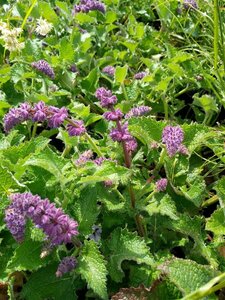 Salvia verticillata Purple Rain 2L