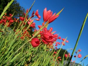 Schizostylis c. 'Major' 2L - image 2