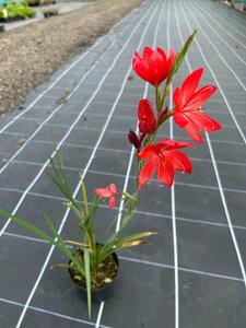 Schizostylis c. 'Major' 2L - image 3