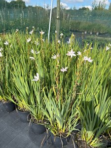 Schizostylis c. 'Alba' 2L - image 1