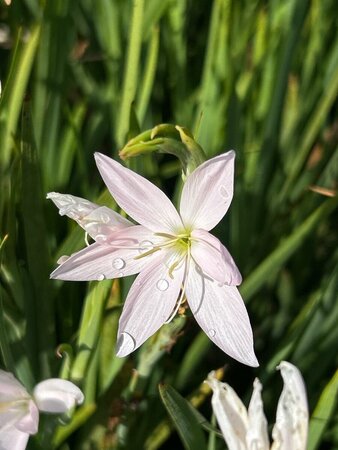 Schizostylis c. 'Alba' 2L - image 2