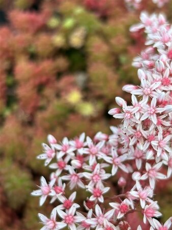 Sedum album 'Coral Carpet' 2L - image 4