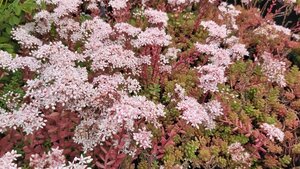 Sedum album 'Coral Carpet' 2L