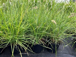 Sesleria autumnalis 3L - image 1