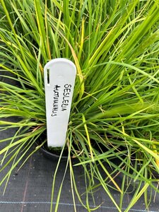 Sesleria autumnalis 3L - image 2