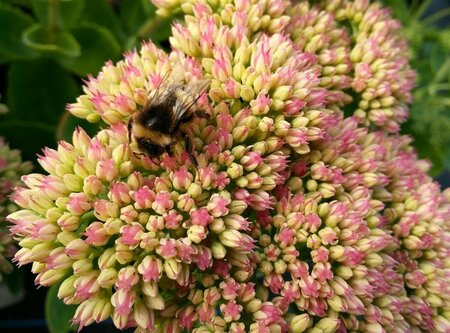 Sedum 'Herbstfreude' 2L - image 2