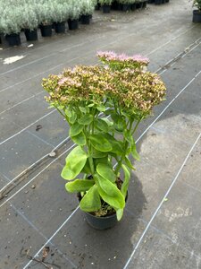 Sedum 'Herbstfreude' 2L - image 3