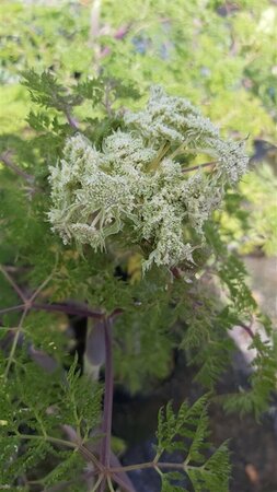 Selinum wallichianum 2L